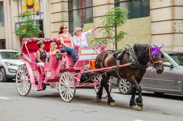 Group of three tourists and a tour guide on a city tour in a pink horse carriage.
